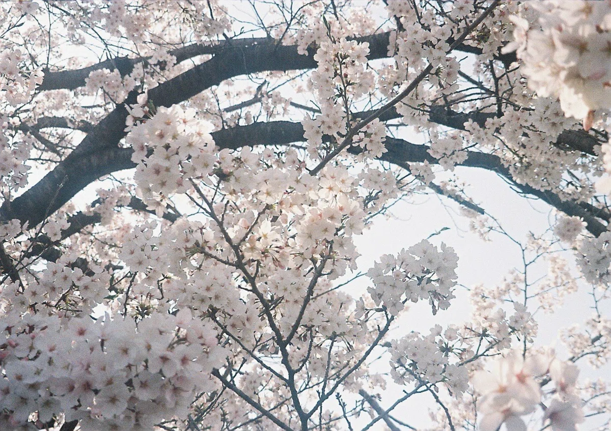 みんなありがとう、嬉しいよ｜PENTAX ESPIO P ｜やまだまどか