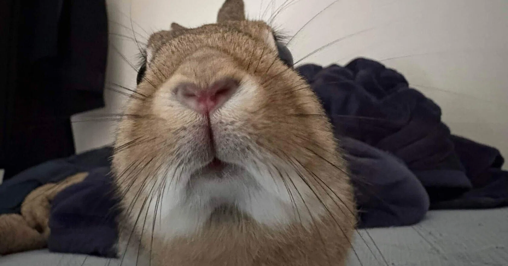 うさぎを飼い始めました｜かざまさ