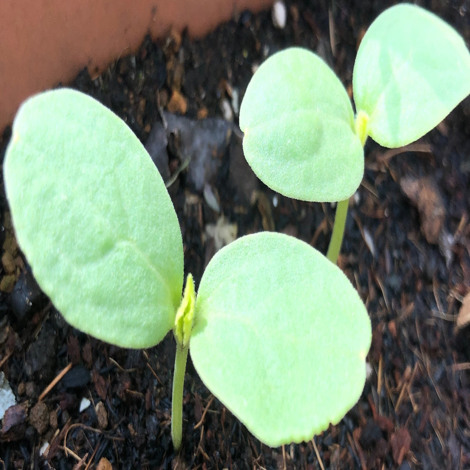 生命の神秘を感じよう 食べた果物や野菜の種をまくとどうなるの 古谷 真知子 家庭料理コンサルタント Note