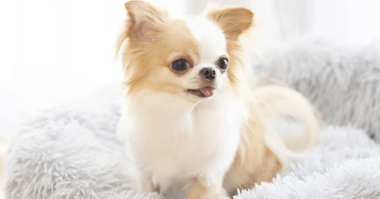 How to Choose a Pet You Can Keep for Under 500 Yen a Month and How to ...