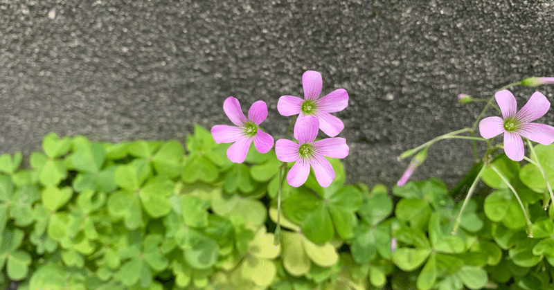 花を愛でる心の余裕 ノブオ 心理カウンセラー Note