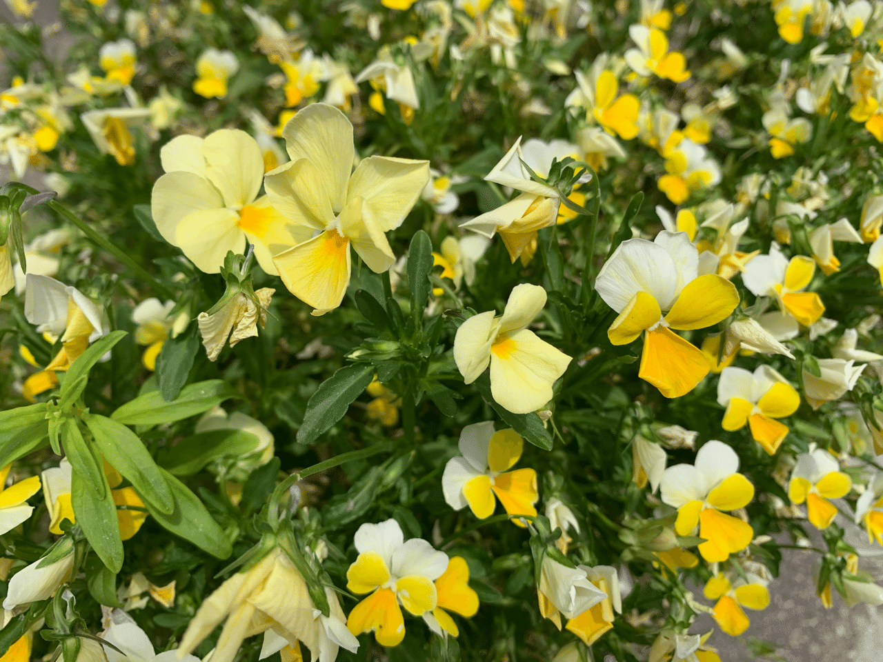 花を愛でる心の余裕 ノブオ 心理カウンセラー Note