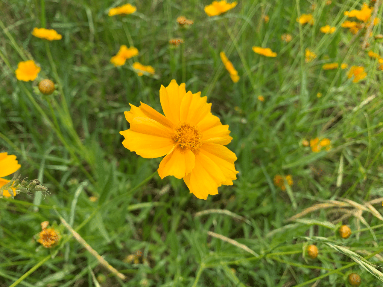 花を愛でる心の余裕 ノブオ 心理カウンセラー Note