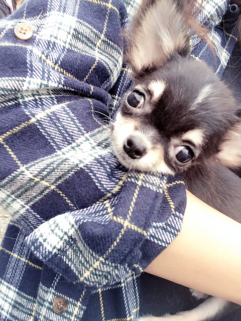 保護犬 はやし Note