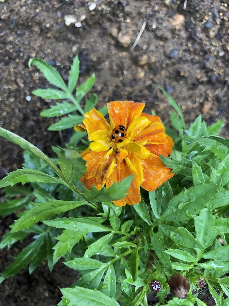 初めての野菜づくり コンパニオンプランツ ぱんつちゃん Note