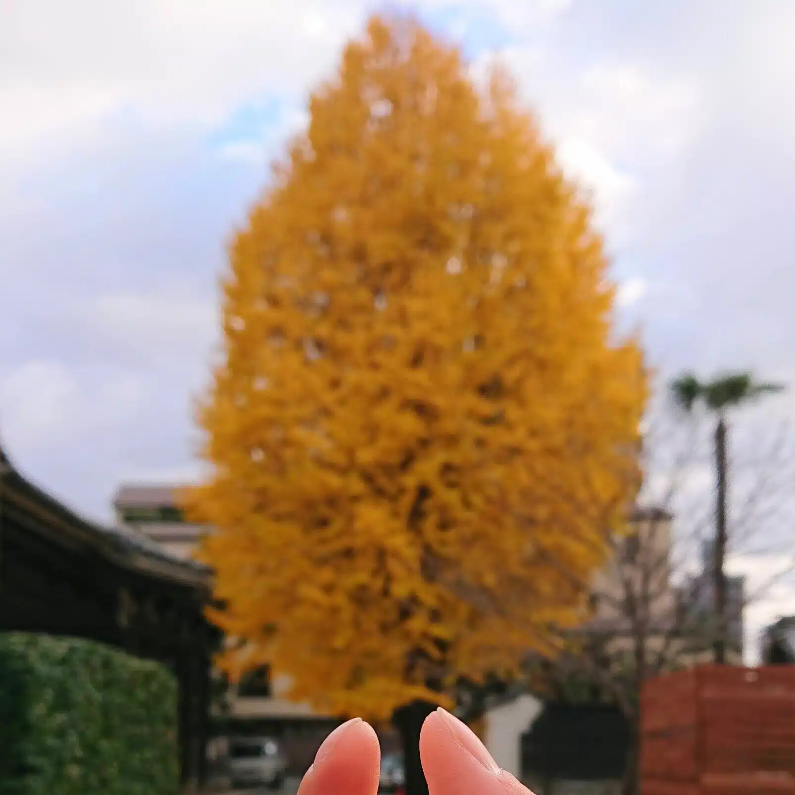 京都、ときどきどこか