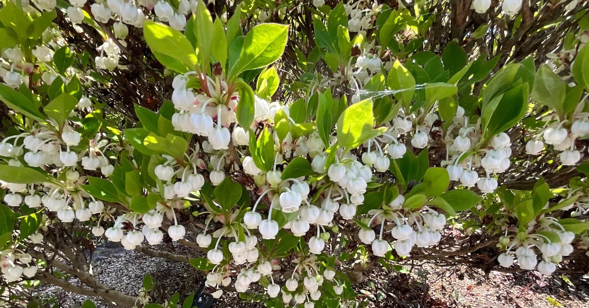四季彩の丘のツクモドウダン（京都府立植物園）：2026年4月14日（火