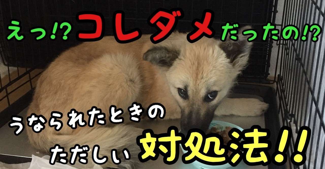 え コレってダメだったの 唸られた時の正しい対処法はコレだ ドッグライフサポーター 獅子パパ Note