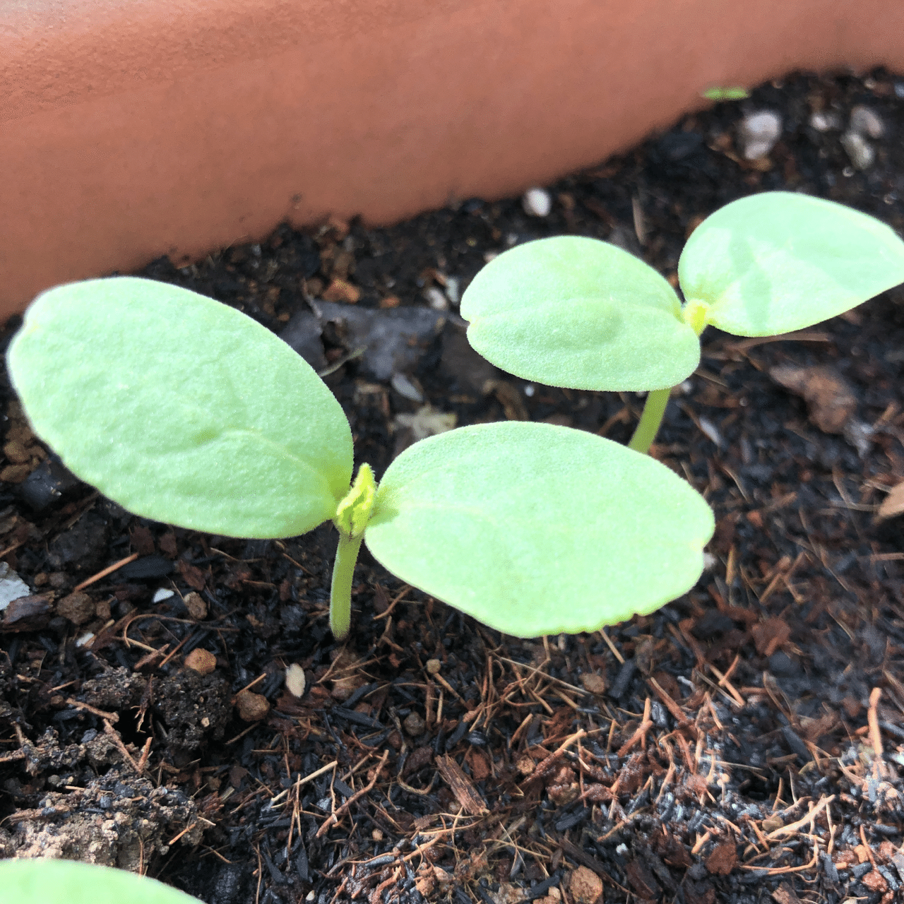 生命の神秘を感じよう 食べた果物や野菜の種をまくとどうなるの 古谷 真知子 Note 生命の神秘を感じよう 食べた果物や野菜の種をまくとどうなるの 古谷 真知子 Note