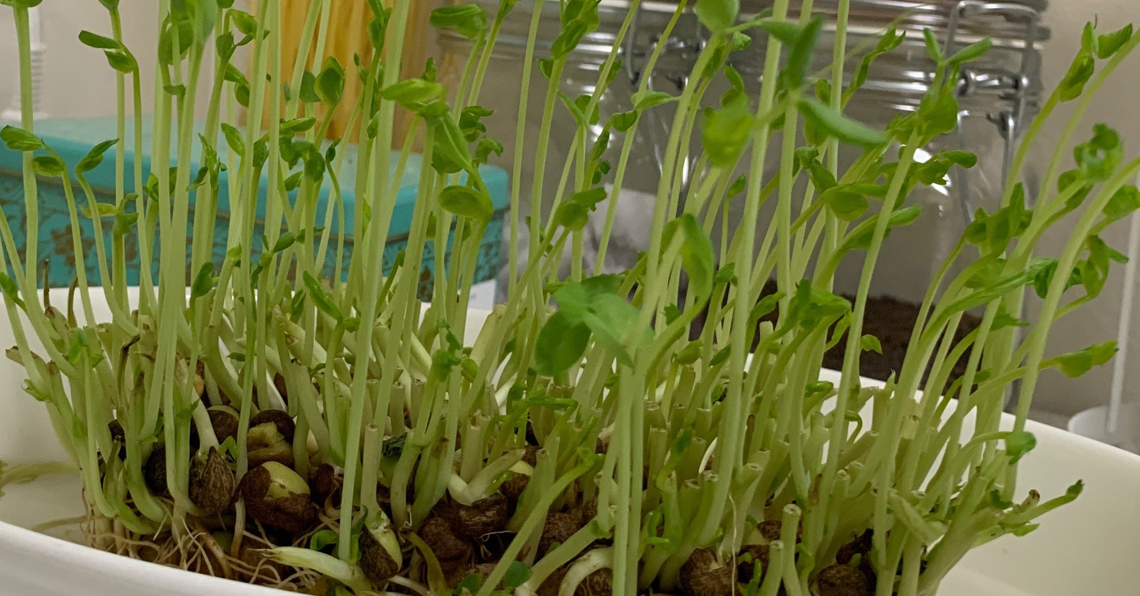 豆苗成長記録 W M Note