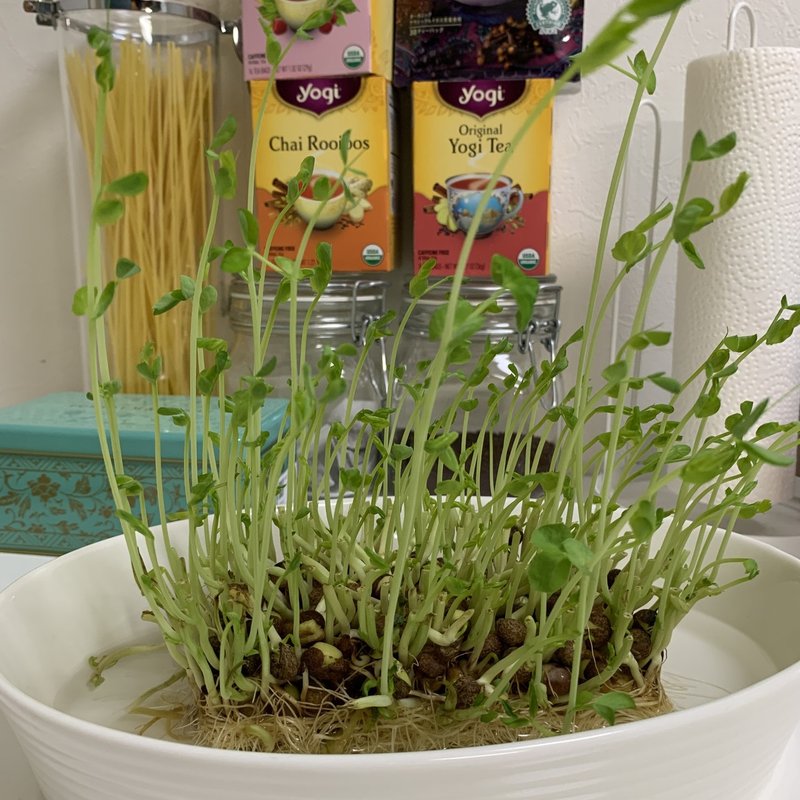 豆苗成長記録 W M Note