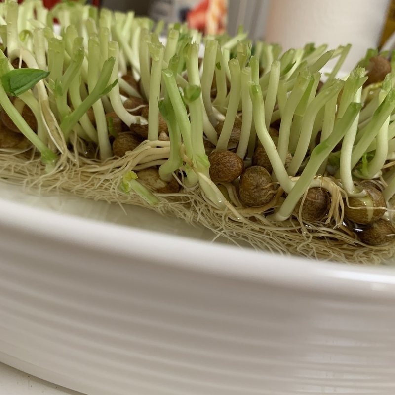 豆苗成長記録 W M Note