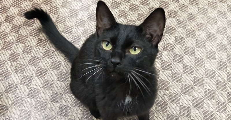 猫紹介 ガブリエル 保護猫カフェたまゆら Note