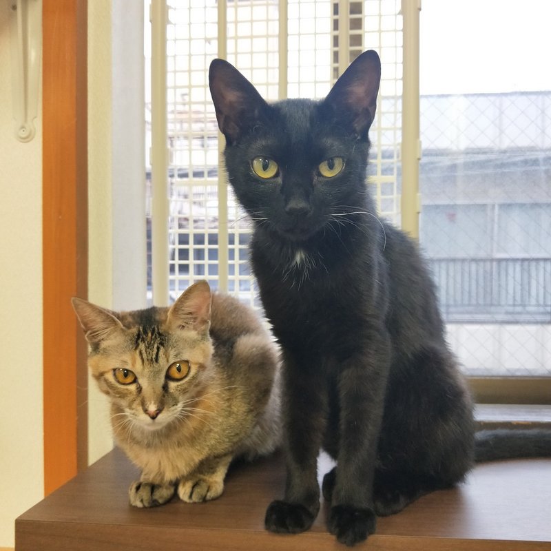 猫紹介 ガブリエル 保護猫カフェたまゆら Note