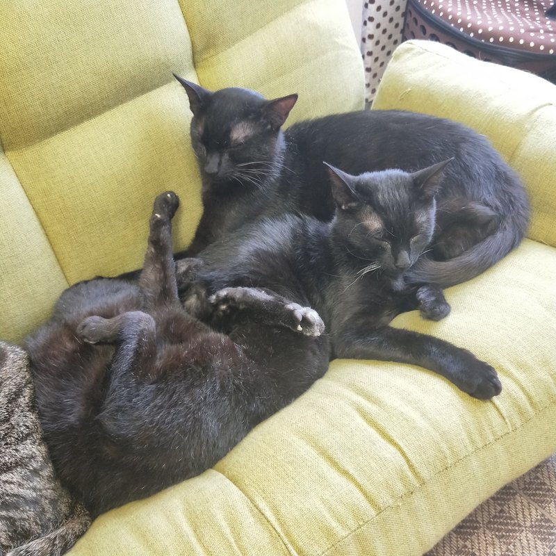 猫紹介 ガブリエル 保護猫カフェたまゆら Note