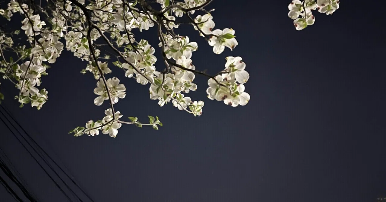 空押し上げるハナミズキの花っぽいものは葉だったと知った｜みやま