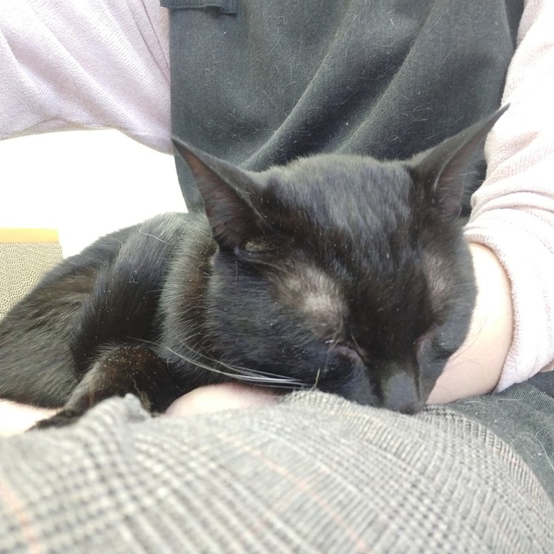 猫紹介 ガブリエル 保護猫カフェたまゆら Note