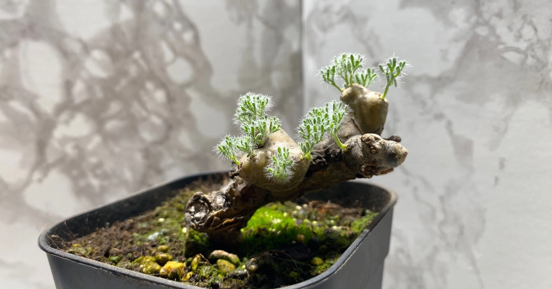 How to Grow Monsonia multifida｜花の市場で働く人