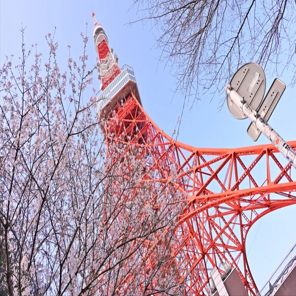 東京さんぽ／2026年3月 桜と鯉と東京タワー｜mitsuki sora