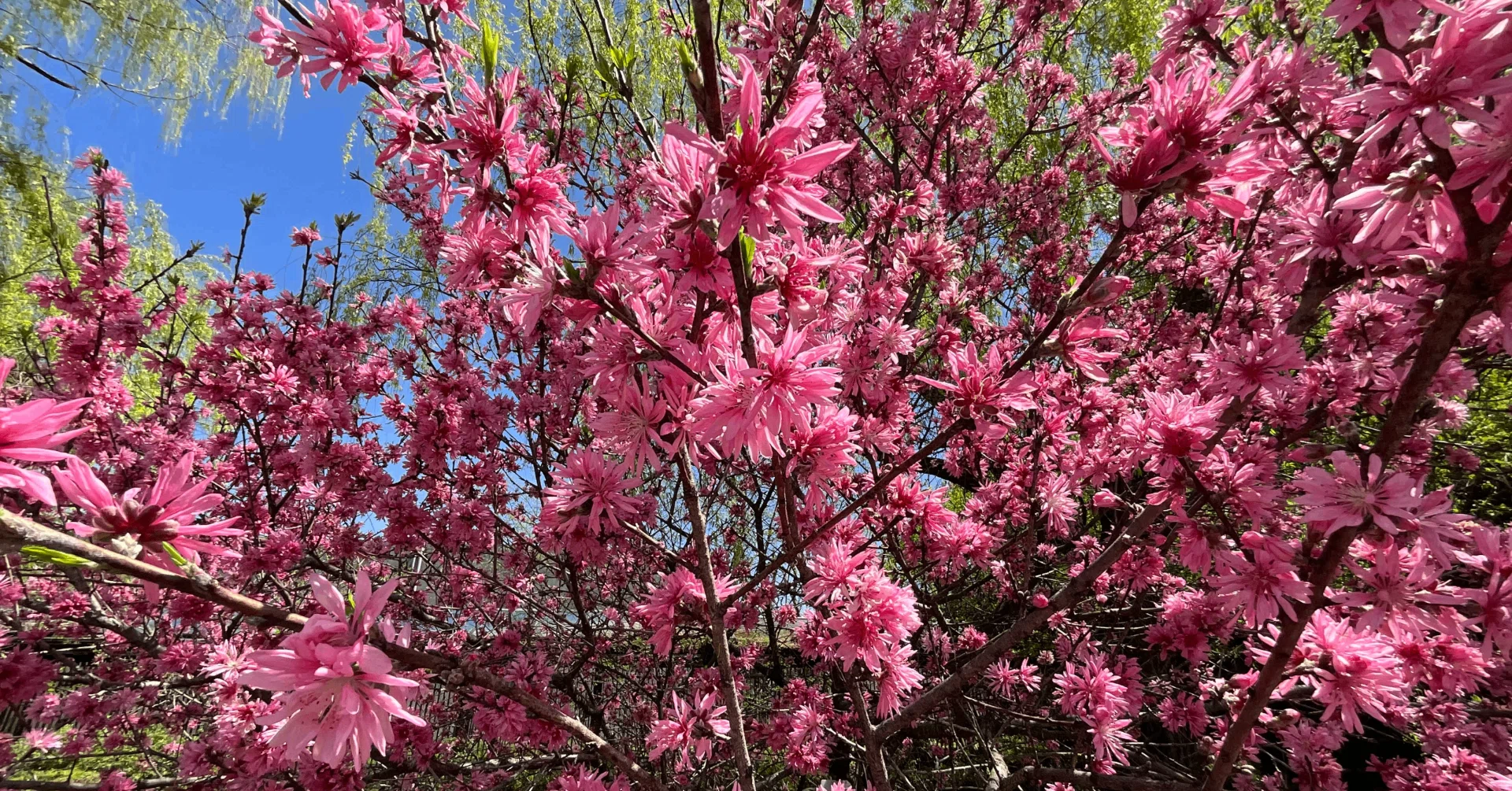 ハナモモ（京都府立植物園）：2026年4月13日（月）｜藤井秀昭（『京都