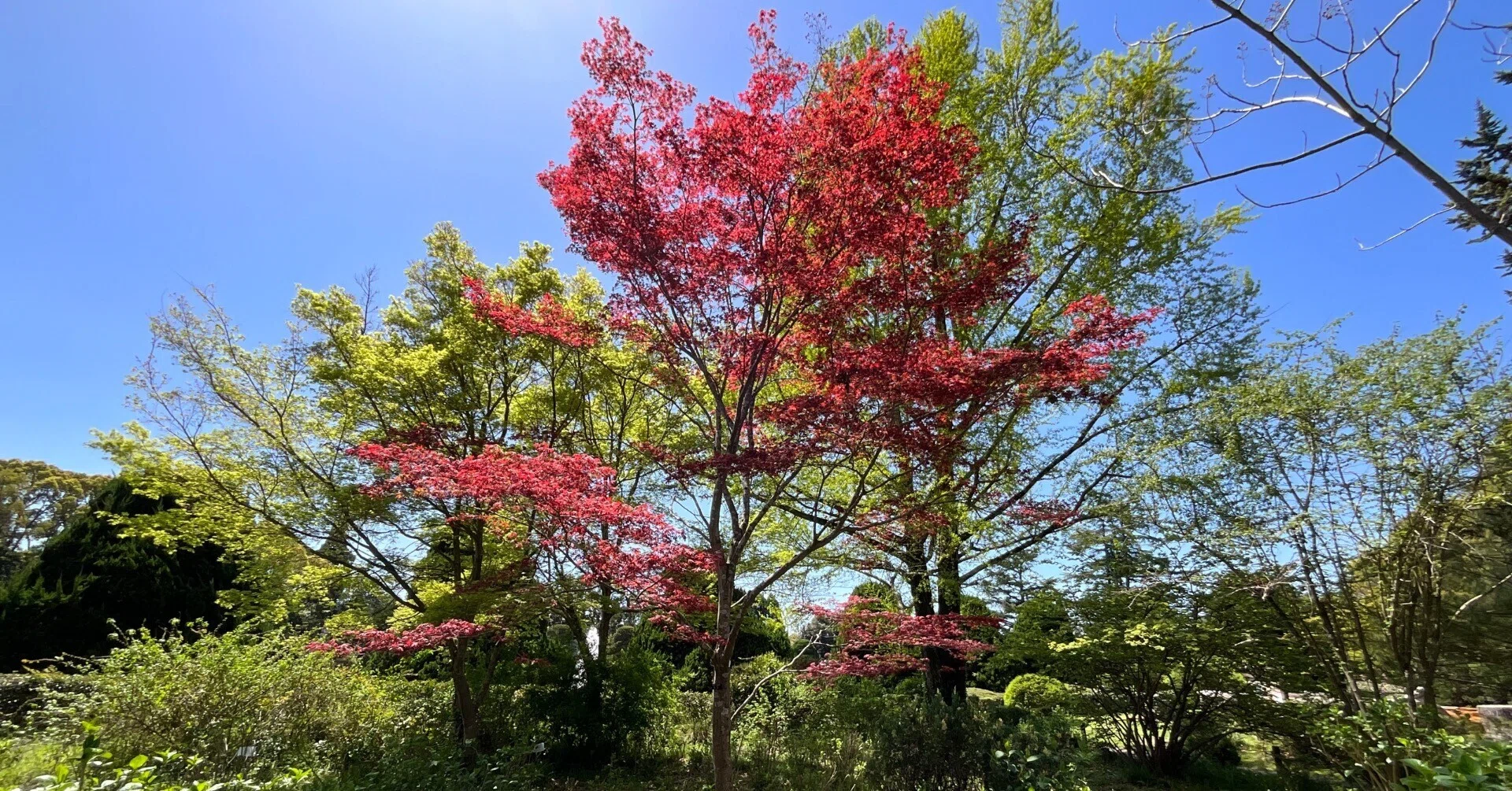 モミジ '出猩々'（京都府立植物園）：2026年4月12日（日）｜藤井秀昭