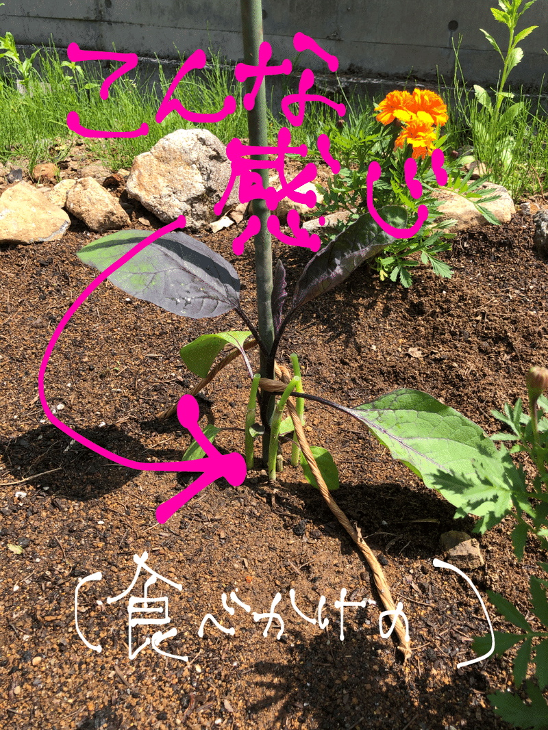 初めての野菜づくり コンパニオンプランツ ぱんつちゃん Note