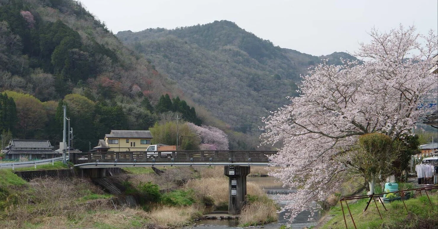 その1 兵庫県上郡町、栗原の桜並木を歩く。やっぱりちっとも前に進ま その1 兵庫県上郡町、栗原の桜並木を歩く。やっぱりちっとも前に進ま