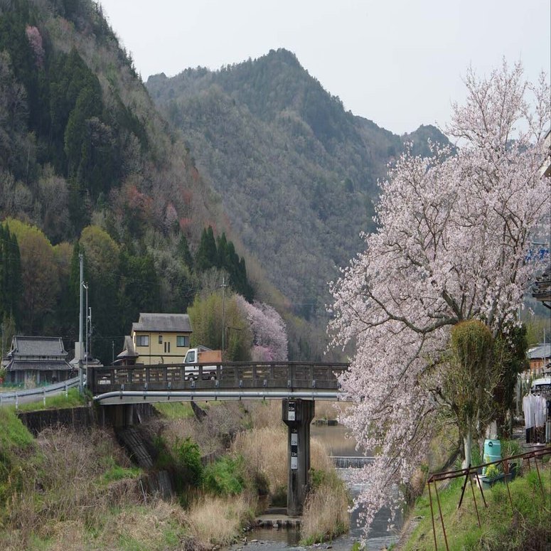 貴重な桜薪細かなのから中太さ混ざり、軽トラあおり高さ1台半価格。 Amazon.co.jp: TreesLife サクラの薪 13Kg 以上 1箱 : スポーツ