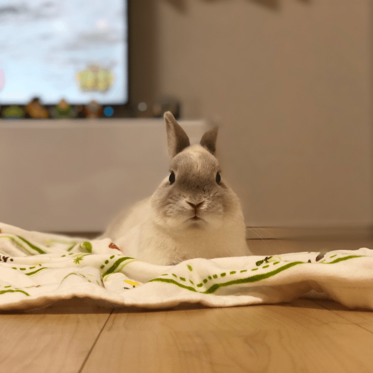 うさぎはもふもふ癒し系 でもコードや壁をかじっても怒らないで 05 長谷川 裕 Note