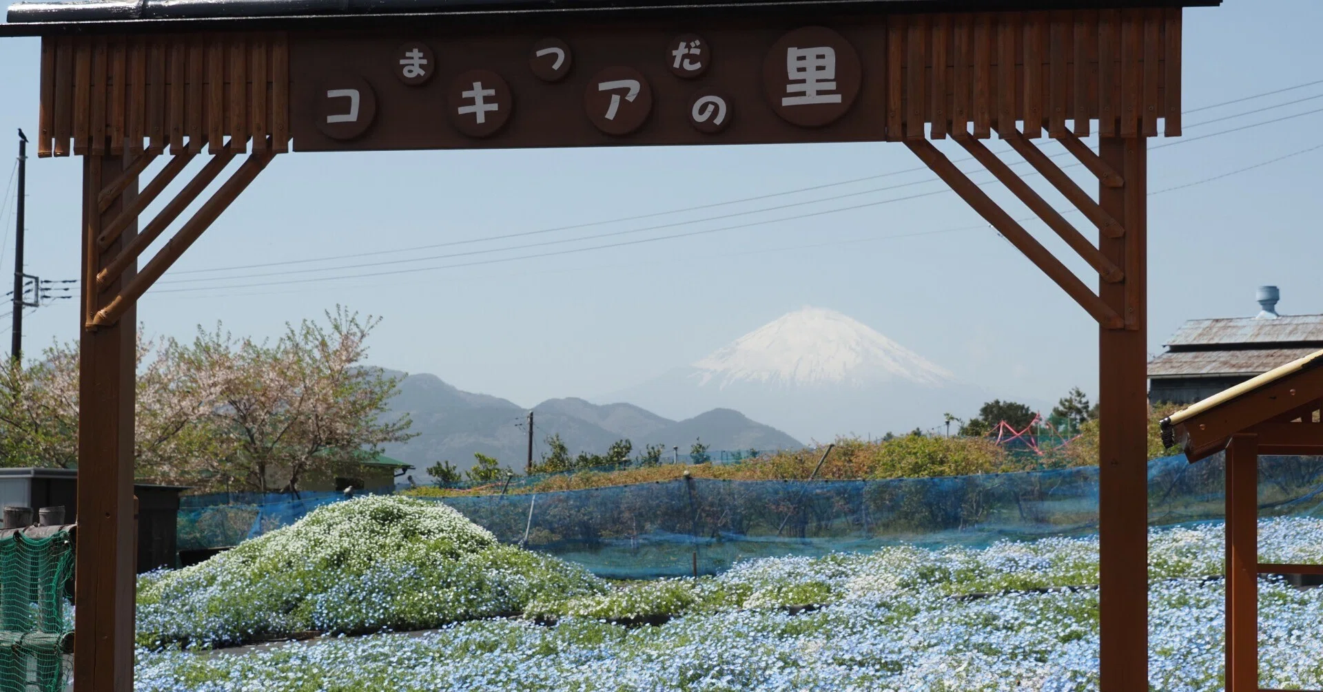 まつだコキアの里のネモフィラと野の花とそして70年咲き続ける桜と