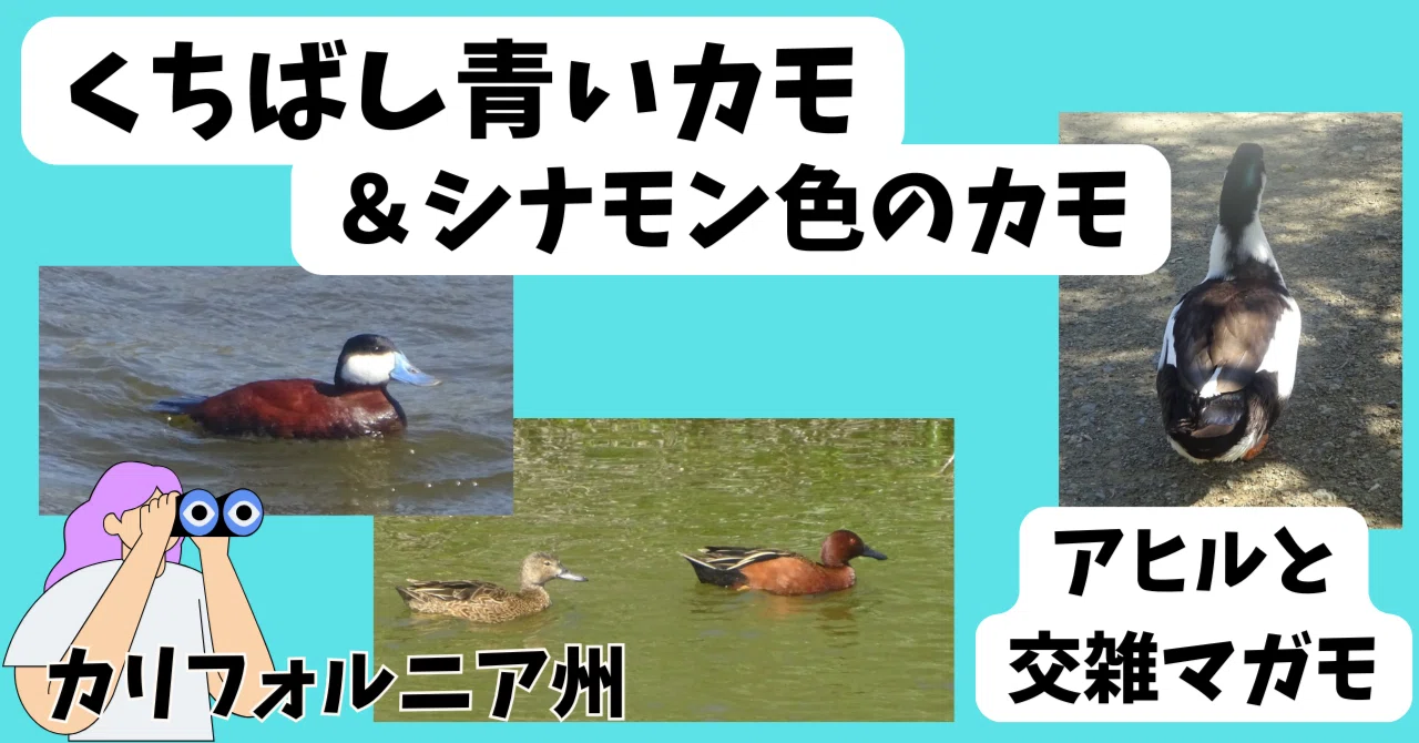 くちばし青くなるカモ＆シナモンカモ!?訪米鳥見で交雑マガモ達にも