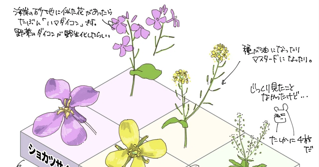 花びら4枚フェス開催中｜アブラナ科｜くますけ｜自然ガイド・クリエイター