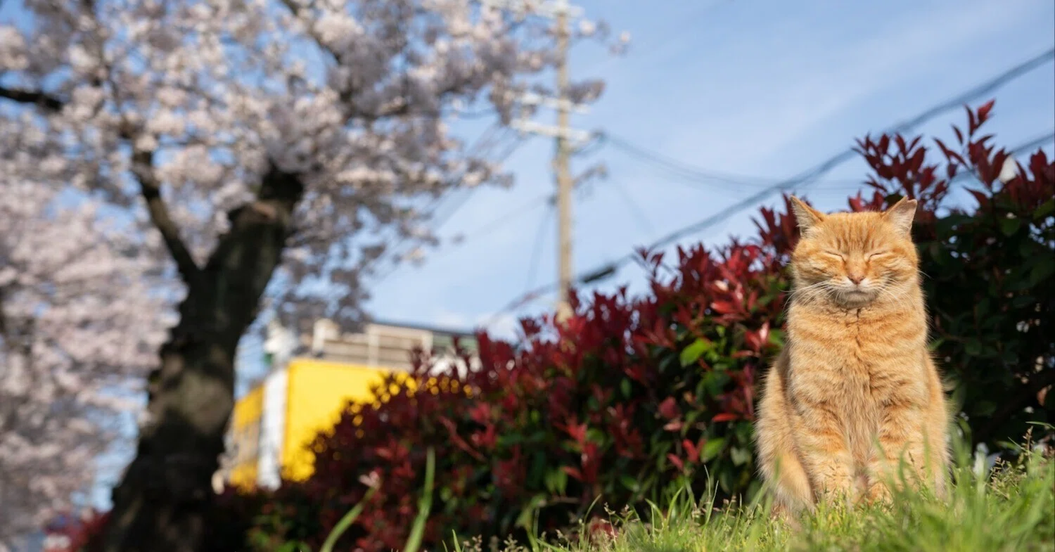 ボツ写真に光を（桜編）｜猫写真家 あおいとり