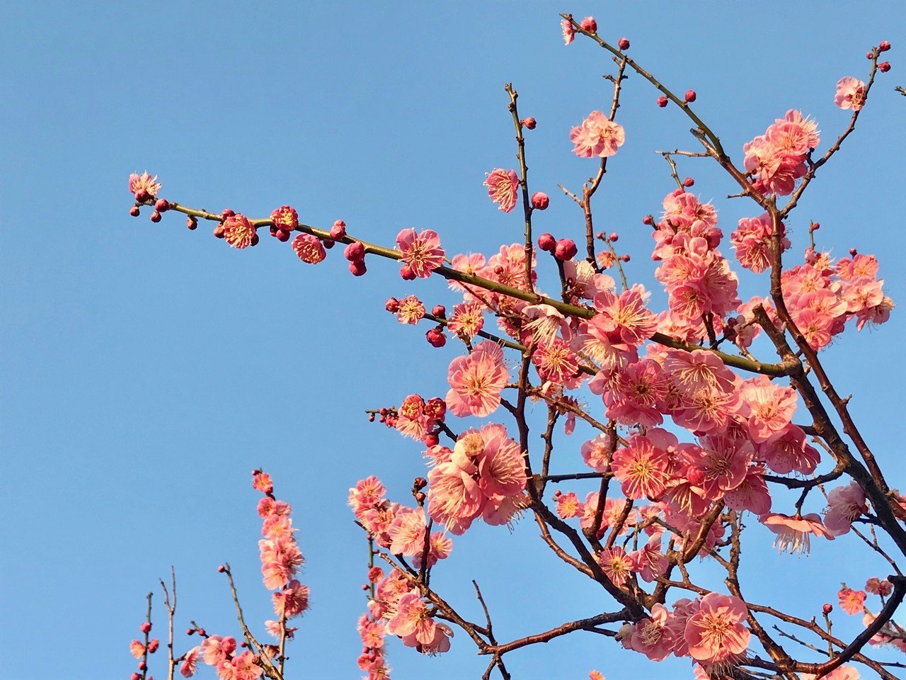 ピンクの梅の花