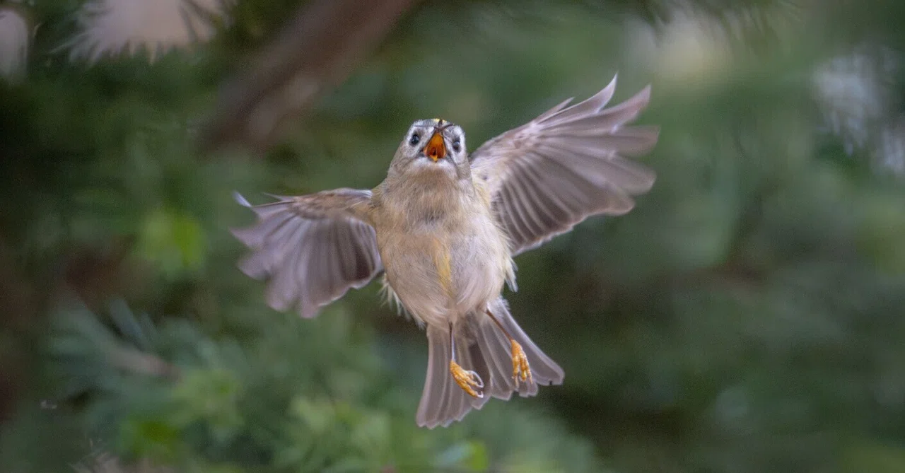2026年4月前半の野鳥観察｜TOLIMAN Hondα