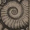 ammonite
