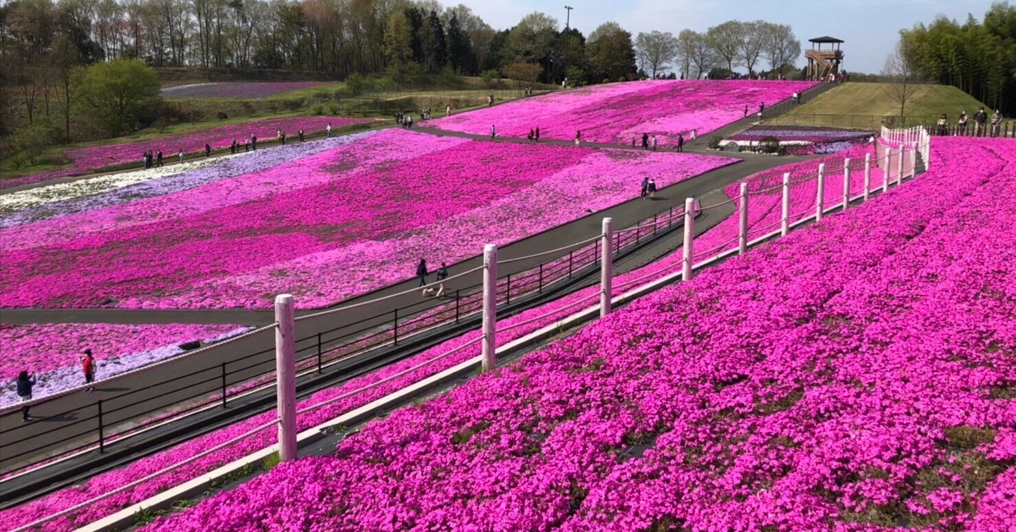 一面に広がるピンクの絨毯に心癒された ｜ 栃木・市貝町芝ざくら公園