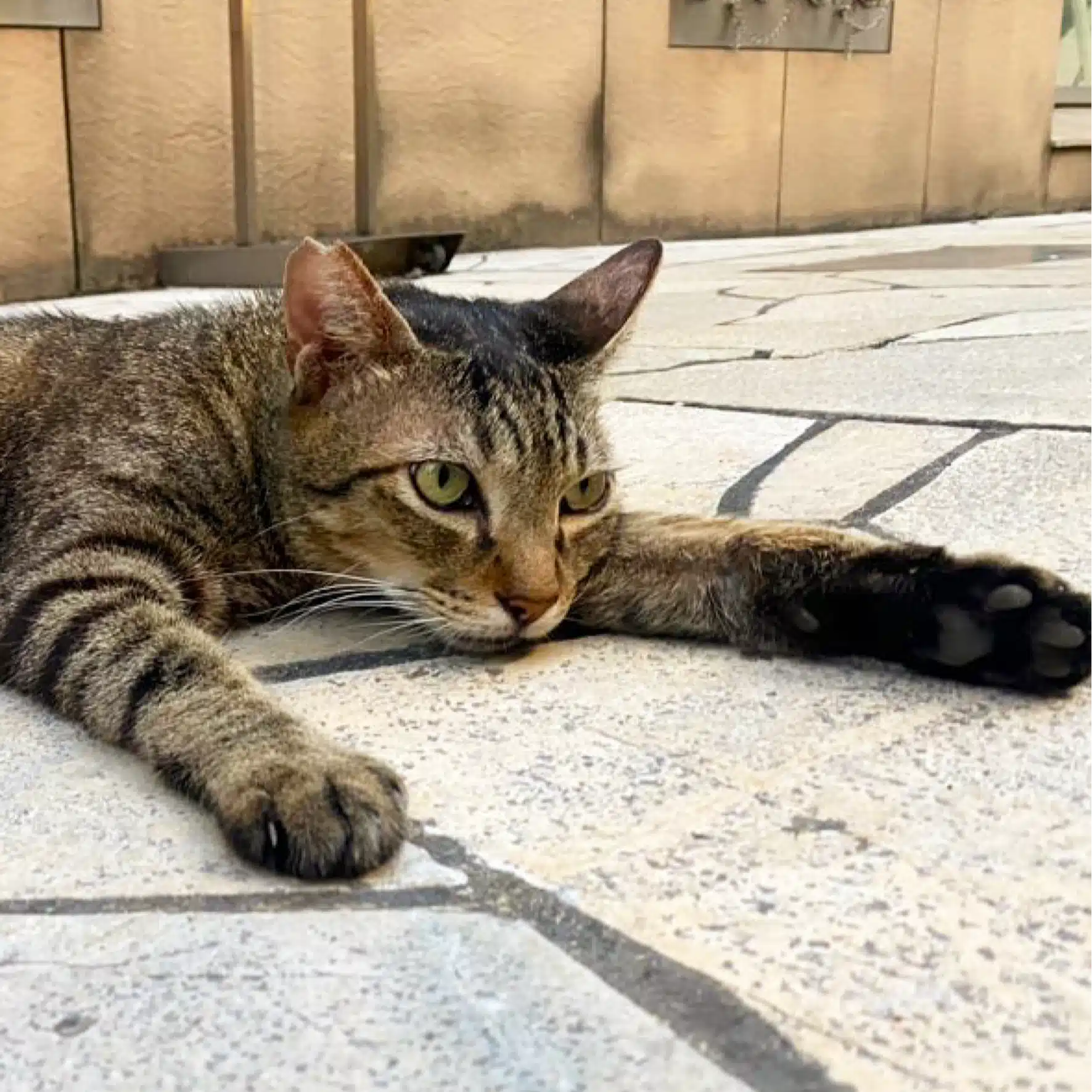 はやっと