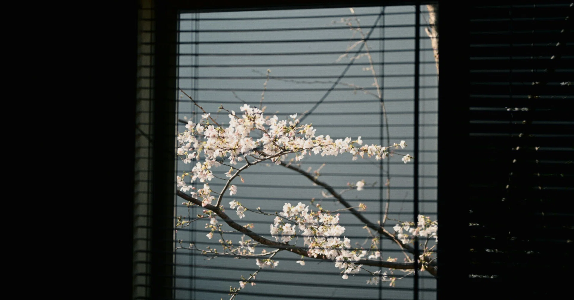 Spring Window｜ひるあんどん