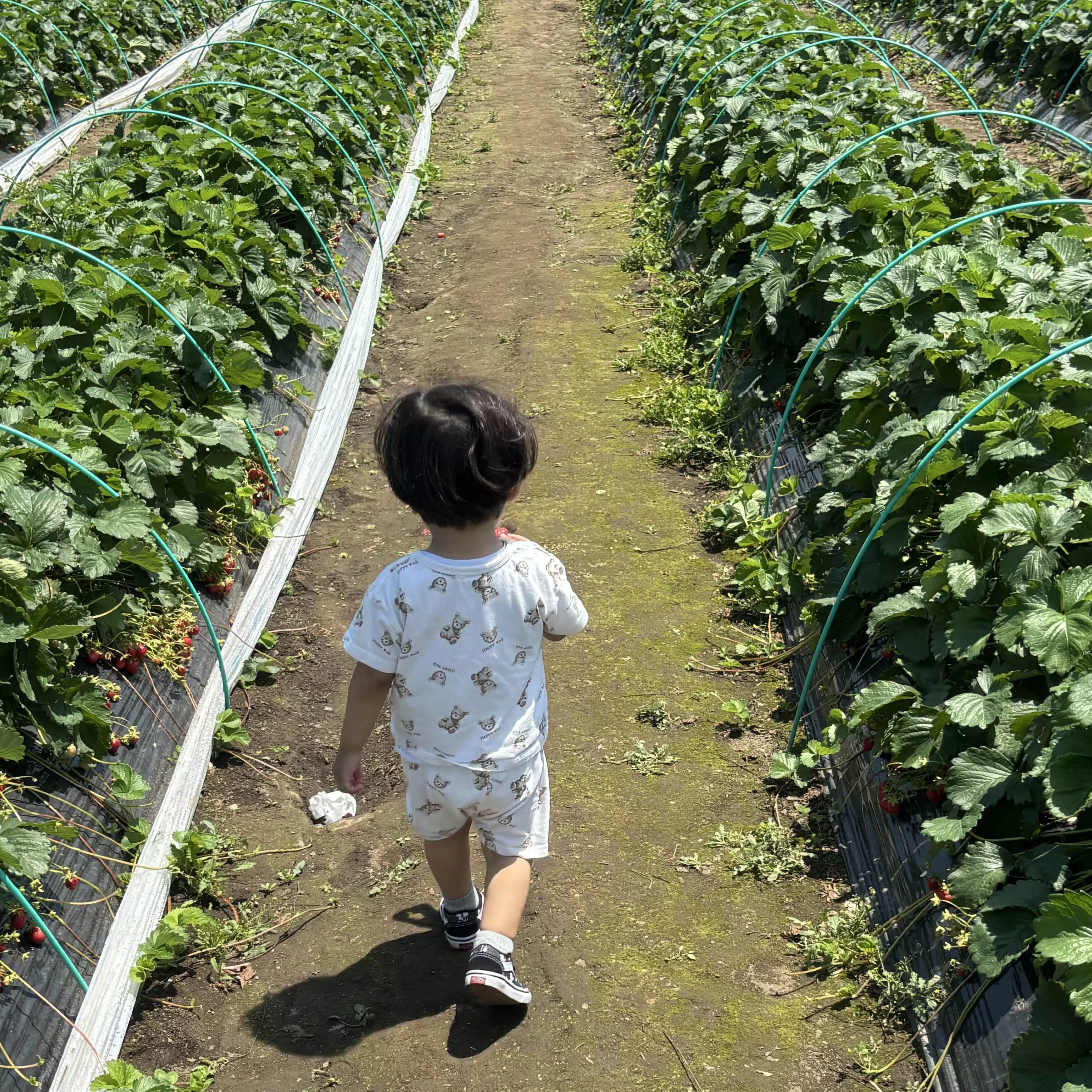 くり