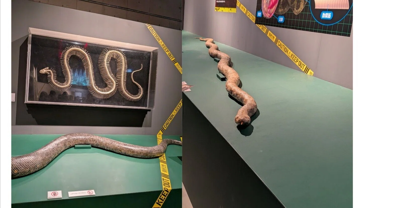 かはく特別展 「超危険生物展」に行ってきました。～進化の不思議と