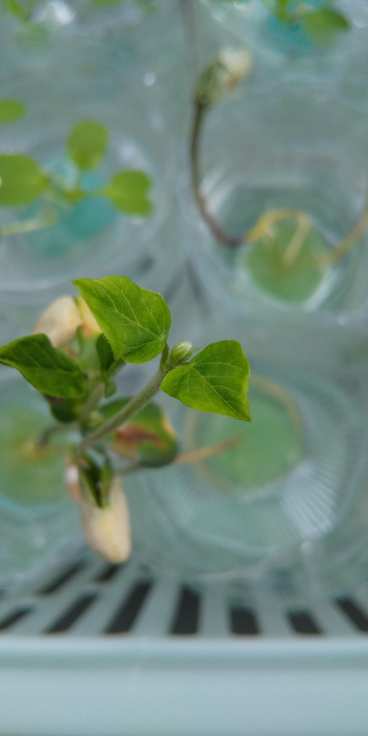 ナカさんの菜園日記 16日目 日目 小松菜 枝豆 Naka Ayako Note