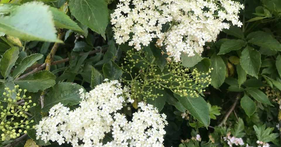 エルダーフラワーを使って コーディアル作り ゆず Note