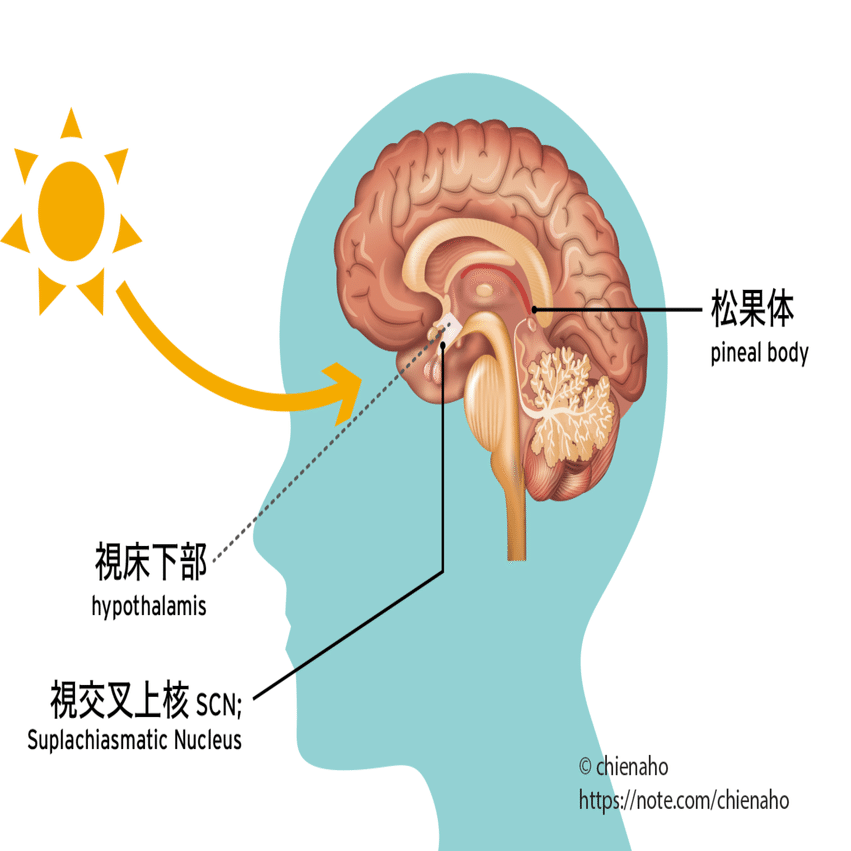 体内時計はどこにある 朝のヨガが良い科学的な仮説 Svaha Yoga Note
