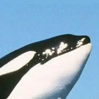 マージンさん