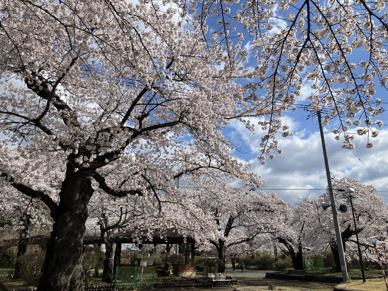 社会人になって初めてゆっくり桜を見た｜toraco