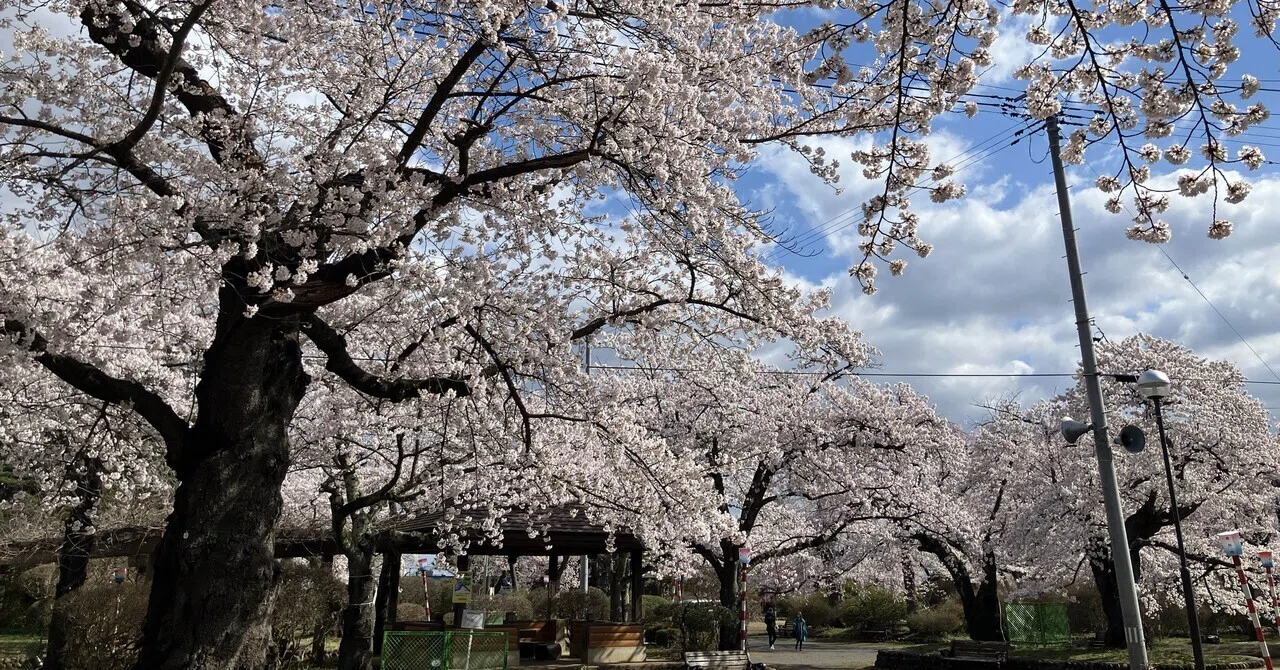 社会人になって初めてゆっくり桜を見た｜toraco