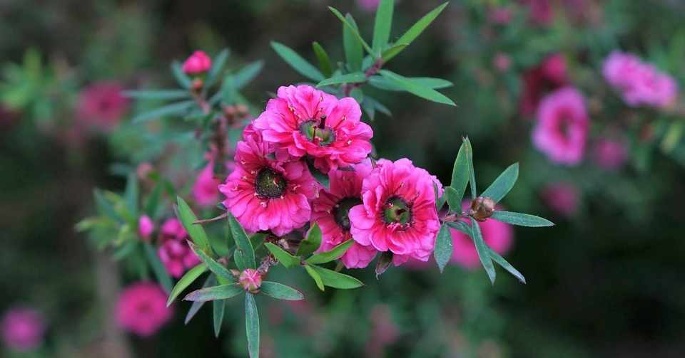 免疫強化にマヌカハニー再び 食彩アドコム Note