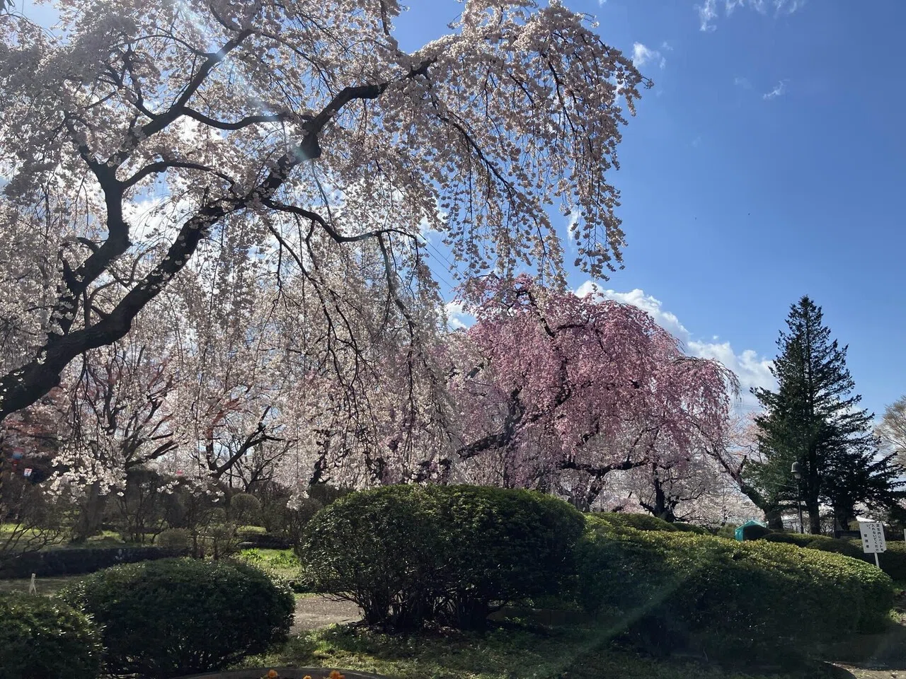 社会人になって初めてゆっくり桜を見た｜toraco