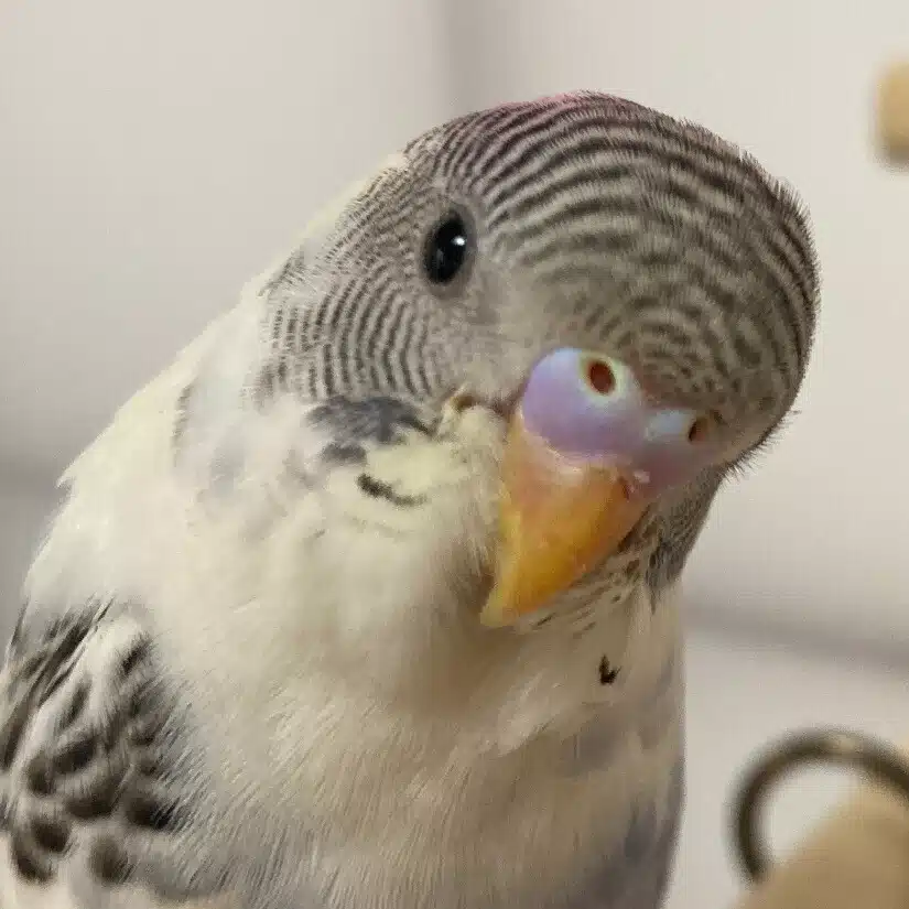 みれ